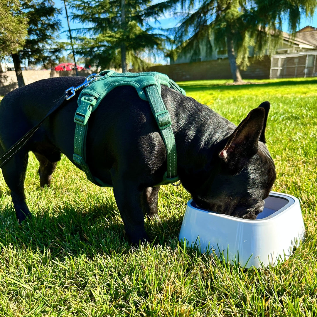 DryBowl 🐾 Spatvrije drinkbak voor uw vier voeter.