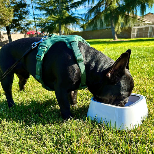 DryBowl 🐾 Spatvrije drinkbak voor uw vier voeter.