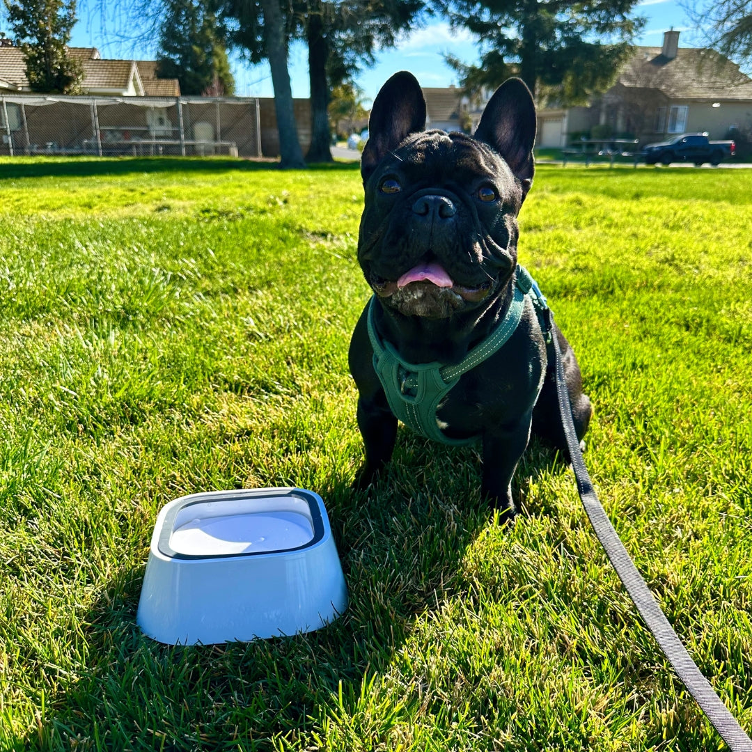 DryBowl 🐾 Spatvrije drinkbak voor uw vier voeter.