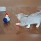 CatPlay -Het speeltje voor uw kat